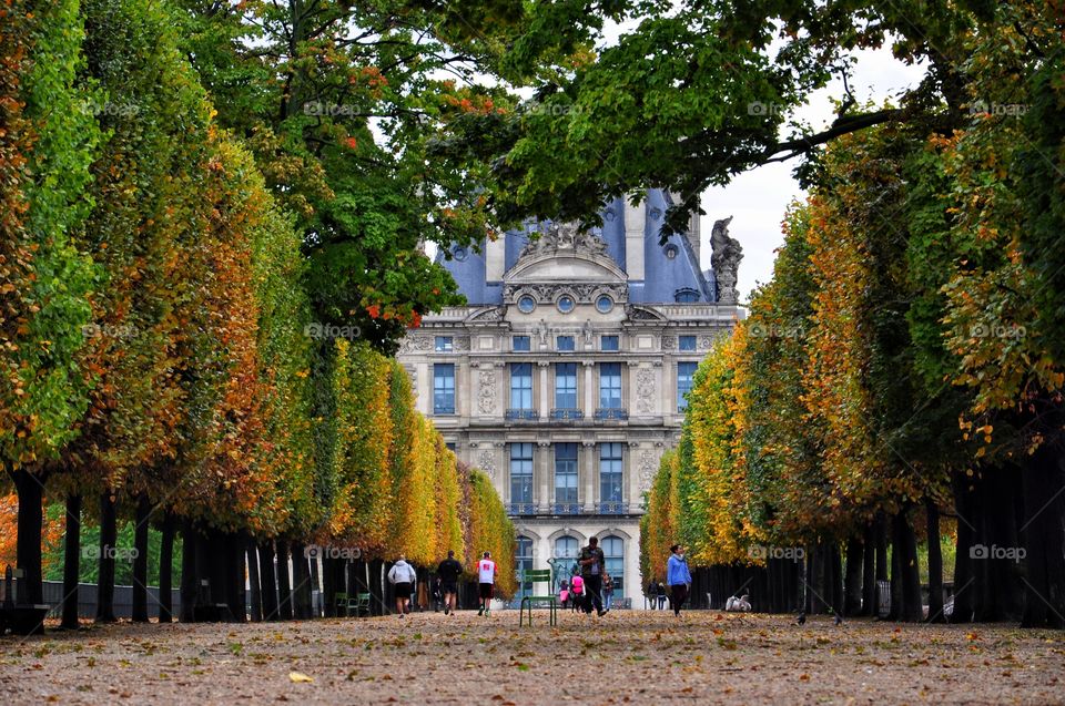 park near louvre - tree tunnel