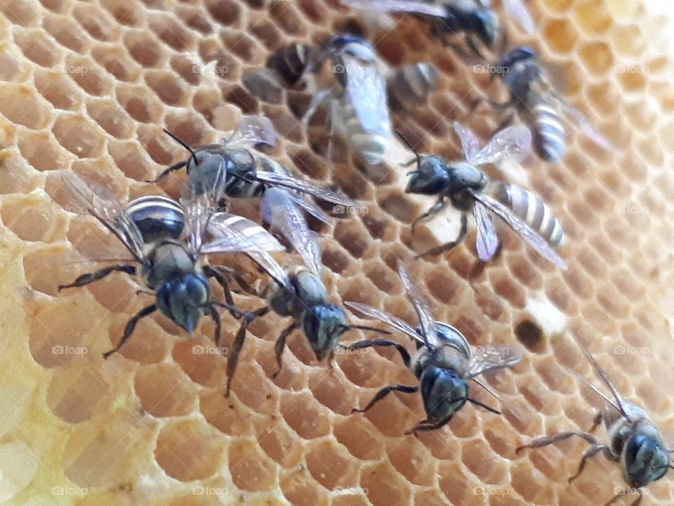 Close up of  bee on honeycomb