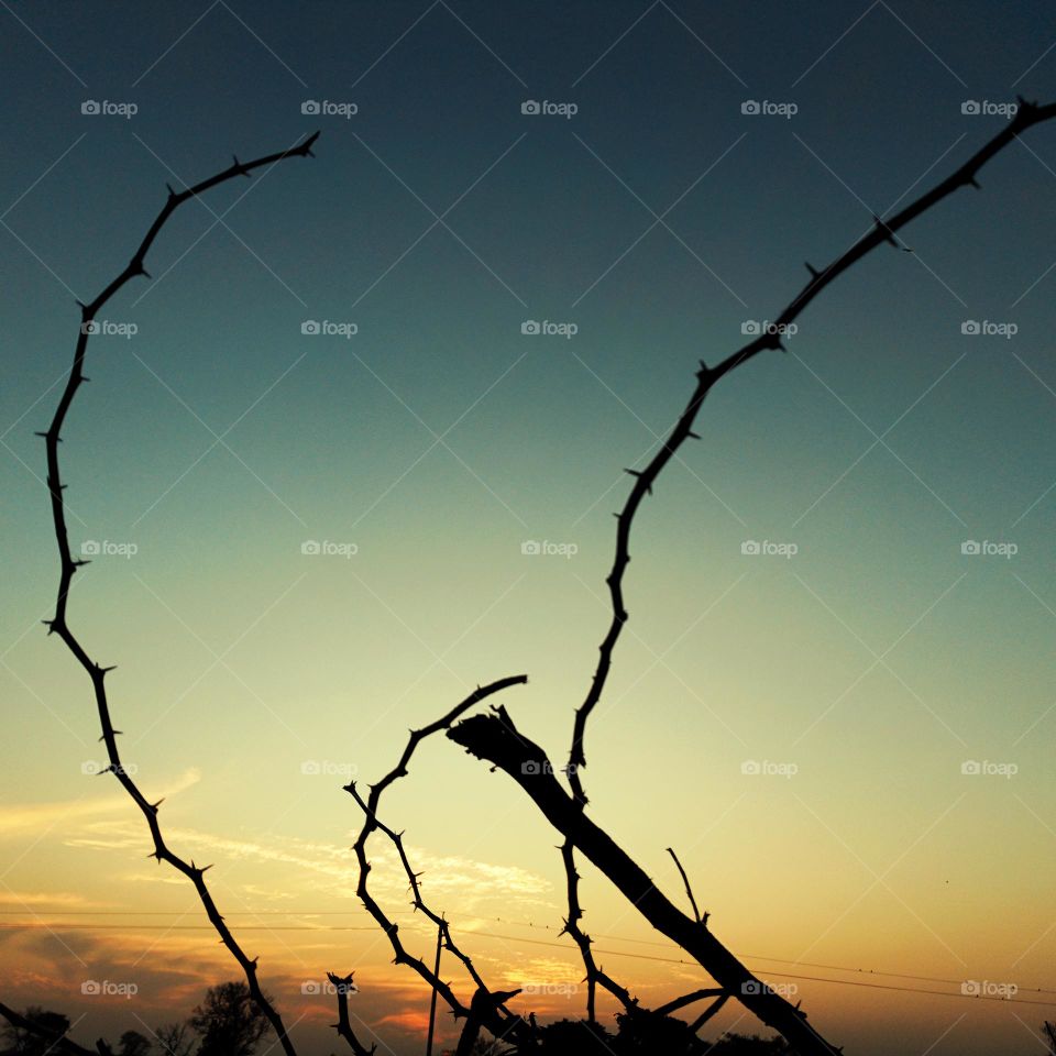 dry branch of tree at sundown.