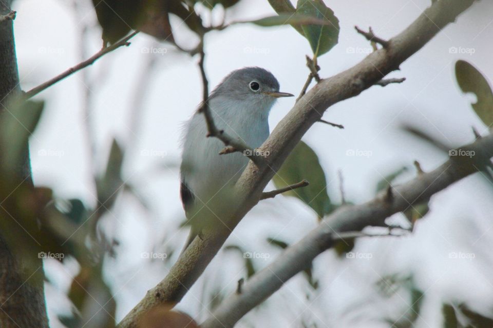 Blue-gray Gnatcatcher in Fellsmere, FL