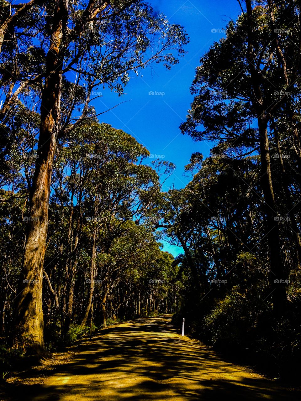 Drive under the trees. Gravel road on Bruny island, Tasmania