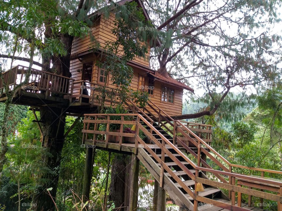 Wooden house covered with the beautiful arborism of nature.