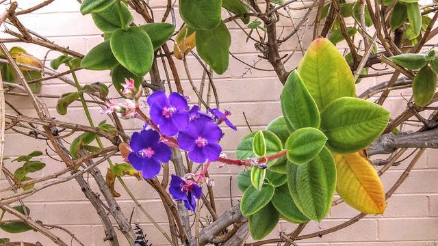 Blossoms, unknown species, shot at Old Town State Park, San Diego, CA.