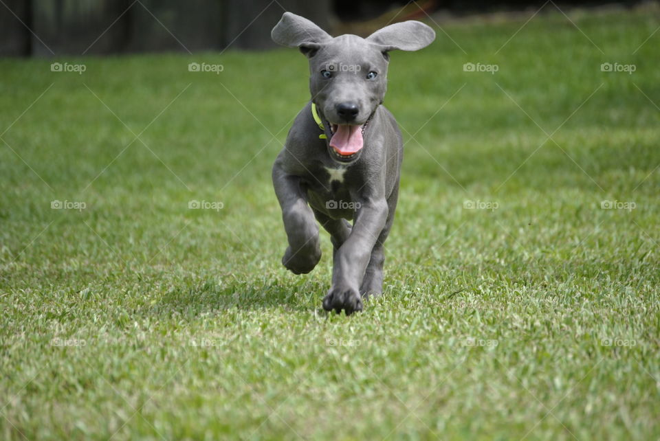 Portrait of dog running on grass