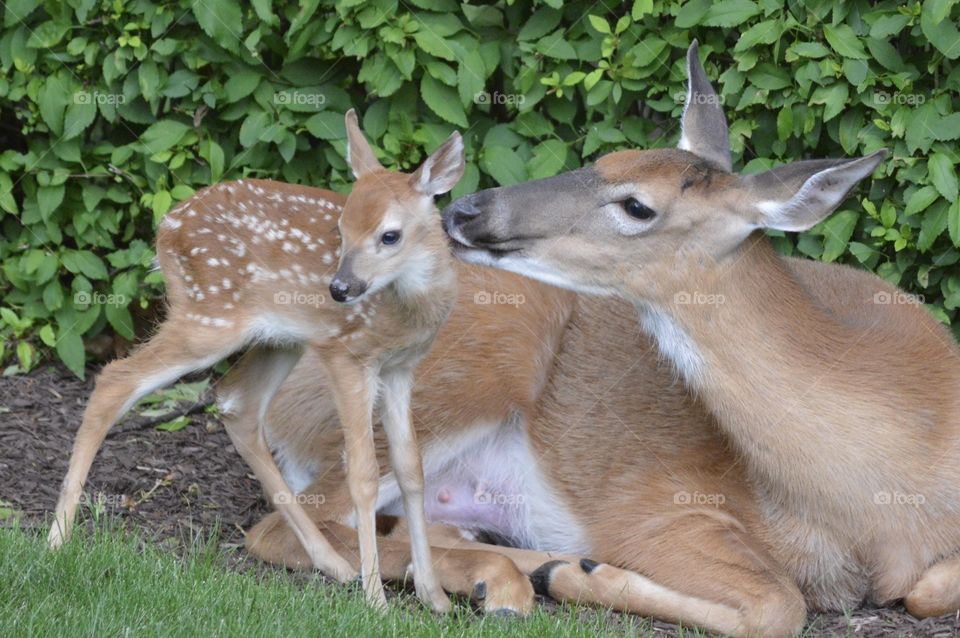 Doe and Fawn