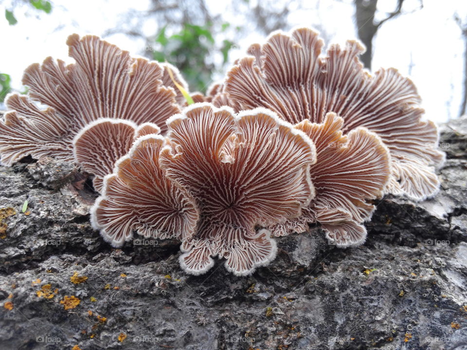 Mushrooms in the wild!