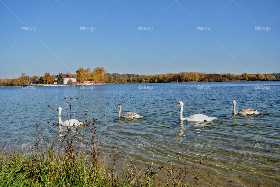 autumn beautiful landscape swans family swimming on a water lake shore blue sky background
