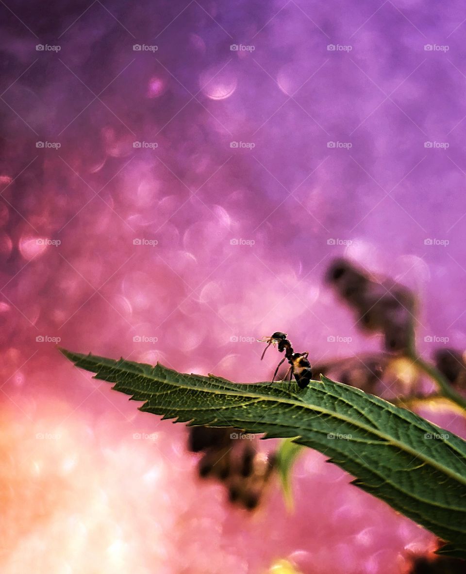 A dreamy ant watching sunset with a magic pink bokeh background