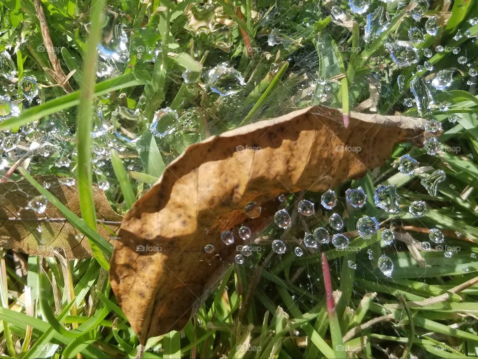 dew drops trapped in a spider web with a leaf.  could be the moon blowing bubbles...