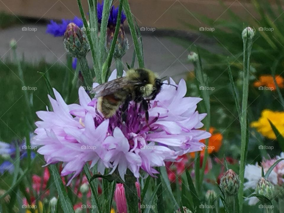 Bumblebee in flowers 