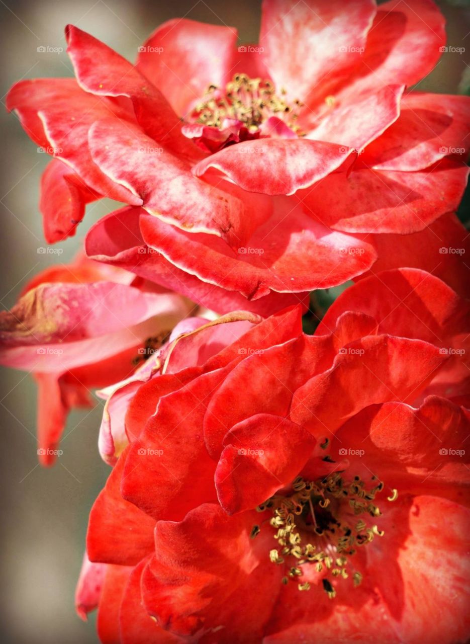 Red flowers in Guatemala 