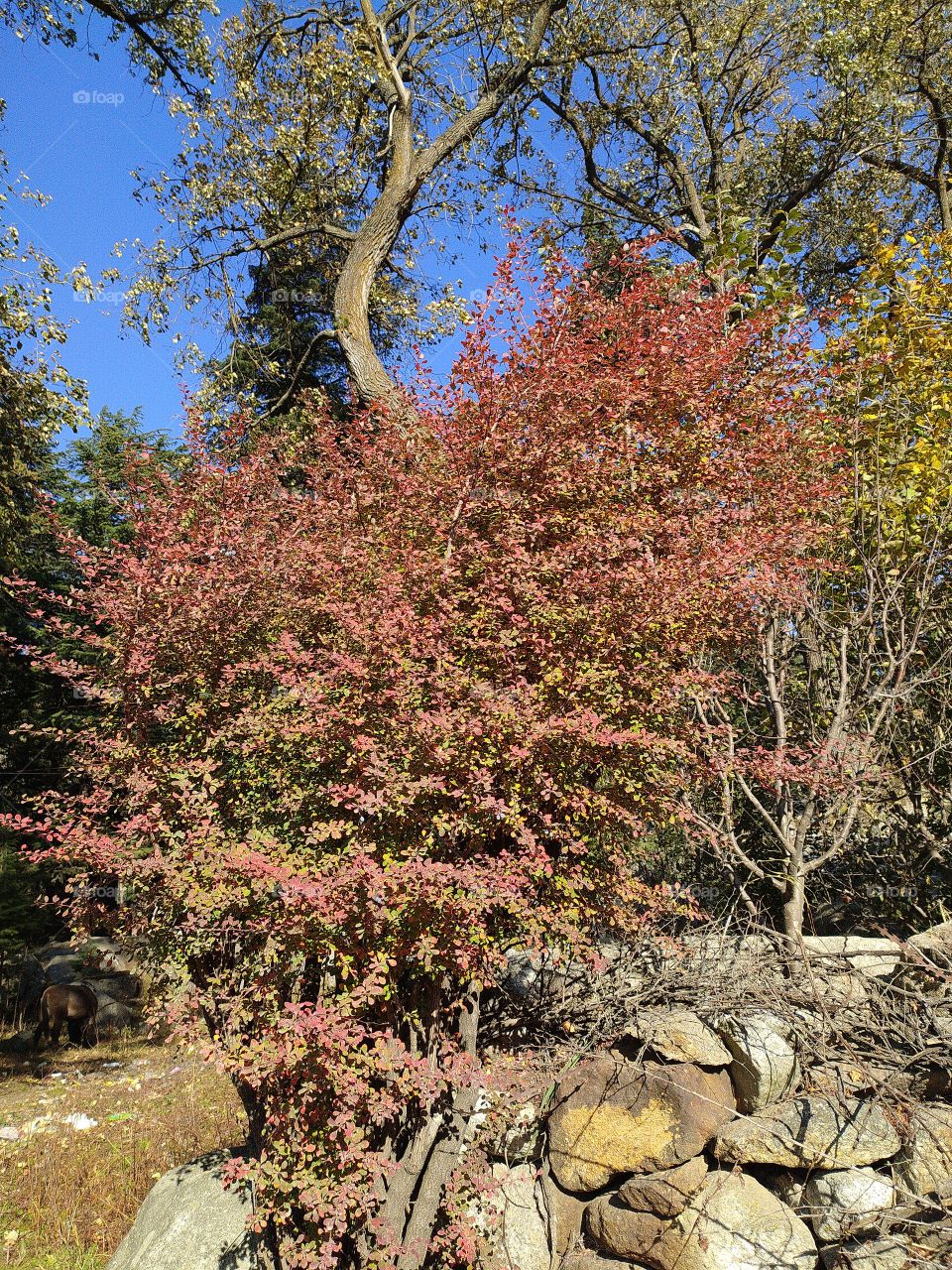 Wonderful view of natural beauty en route to Gangotri in the great Himalayas