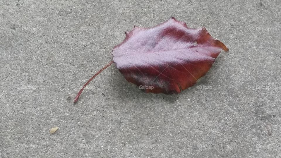 A solitary red leaf on a porch avoiding the snow.