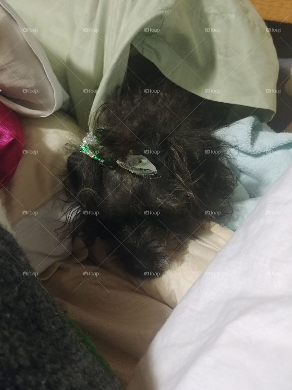 I'm still hiding I'm so embarrassed you can't find me in between the pillow case in the pillow