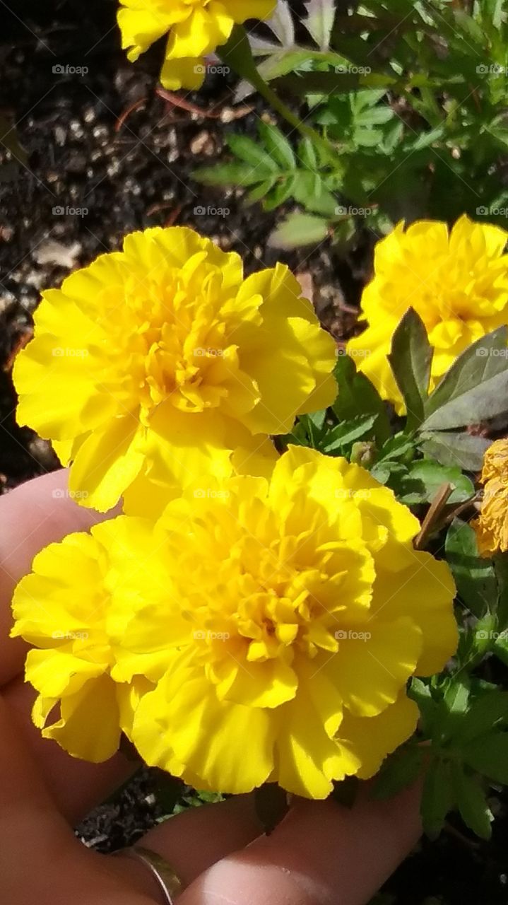 marigolds