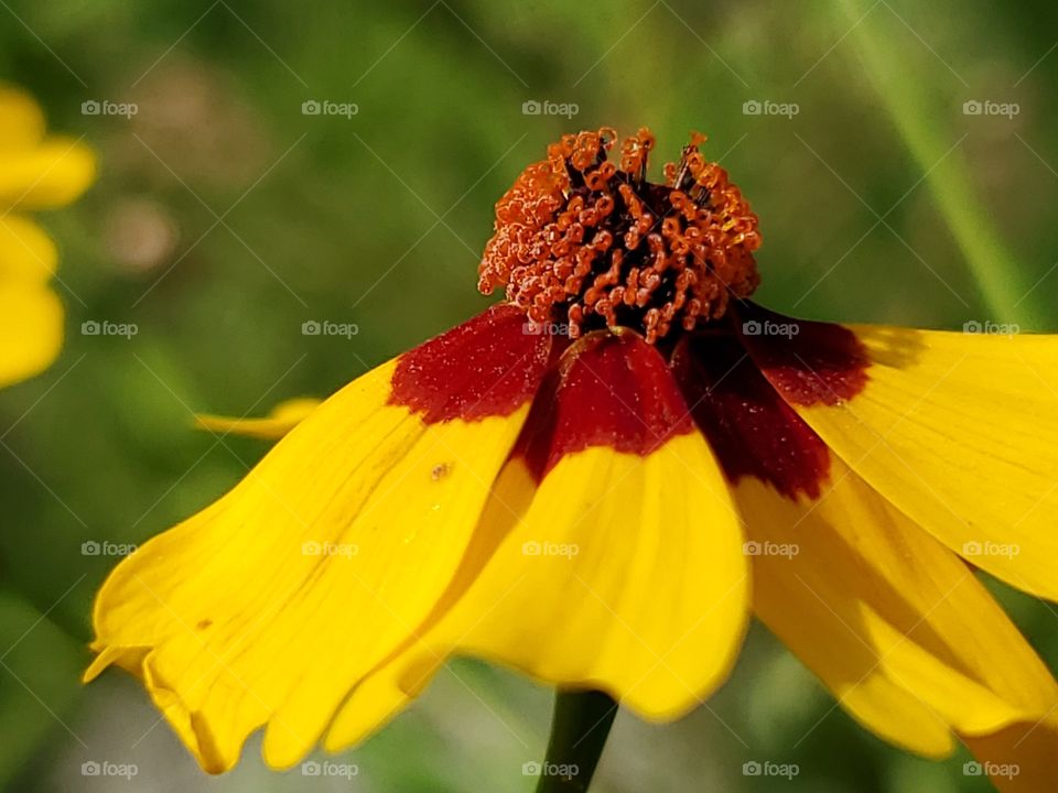 Close up- yellow and red wildflower