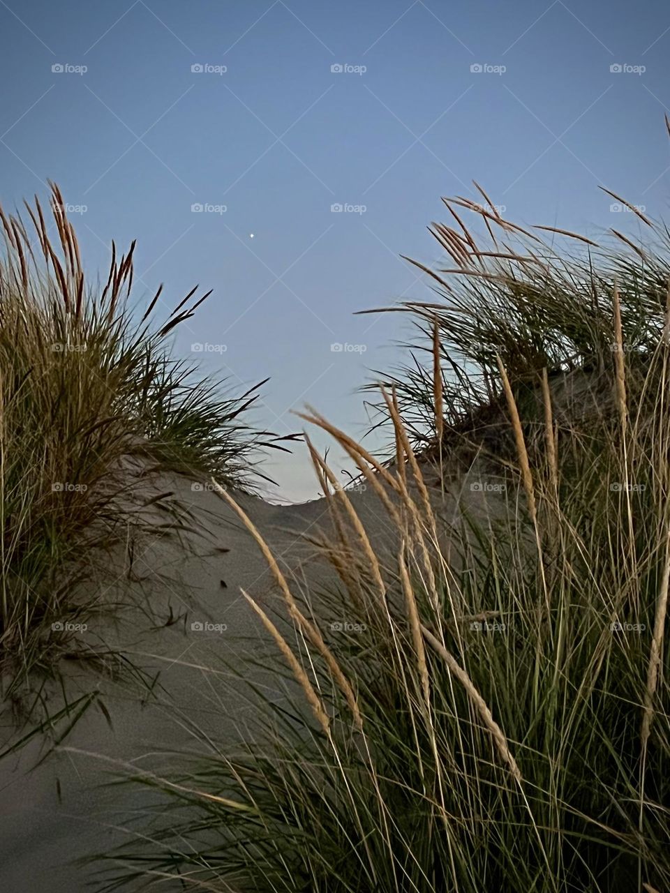 Dune Grass