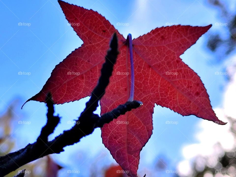 A piece of autumn