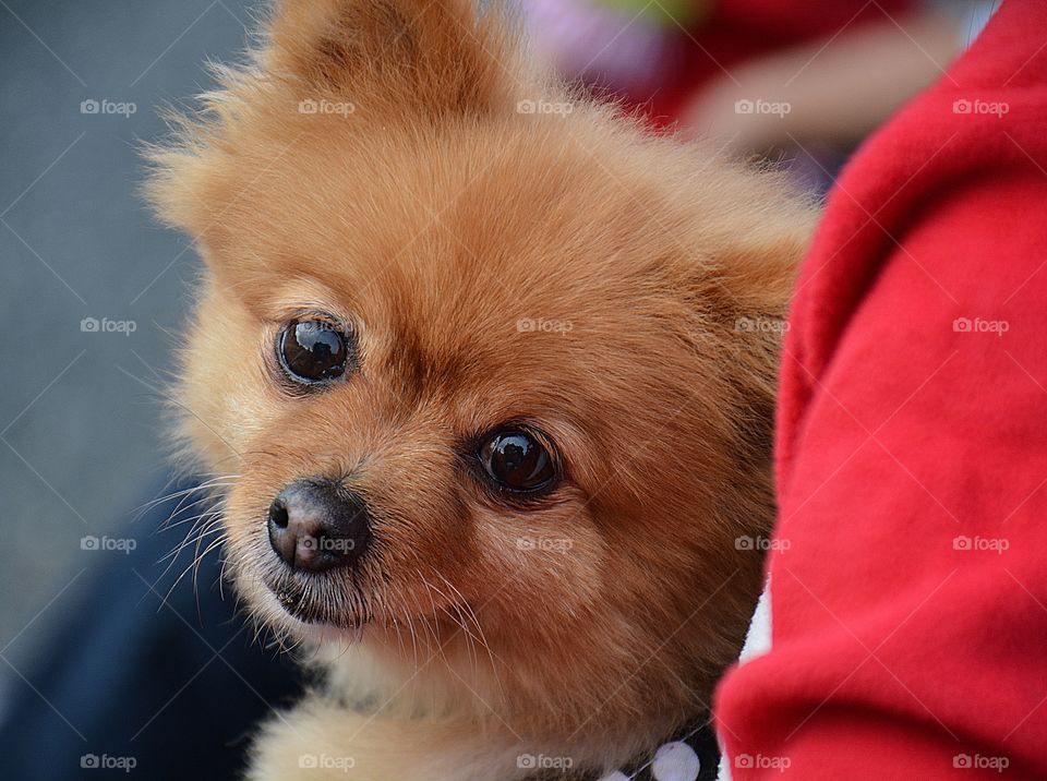 Look at those eyes! Pomeranian pup - Human and animal eyes don’t tell us whether they are kind, cruel or their mood. They just captivate us!