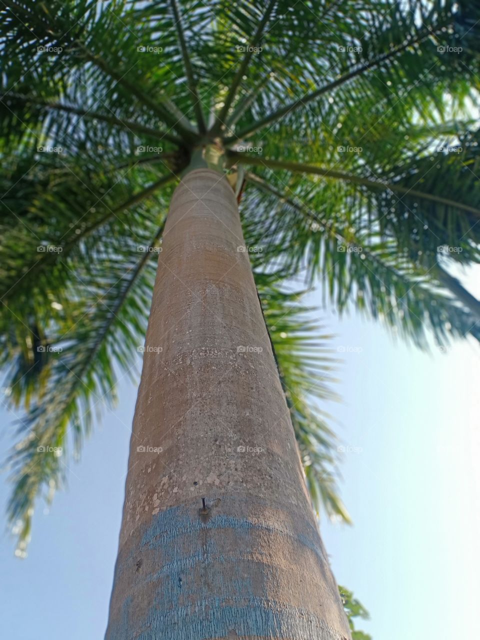 palm tree