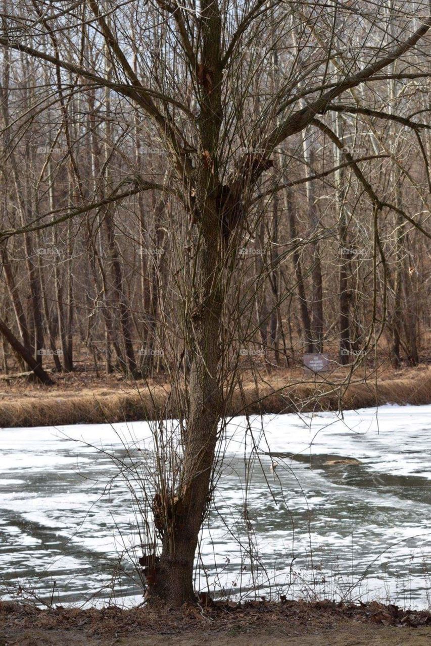 Tree along Frozen Patapsco River