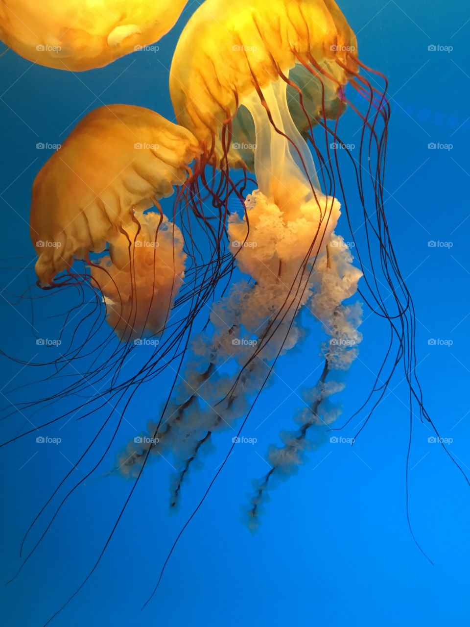 Orange Jellyfish
