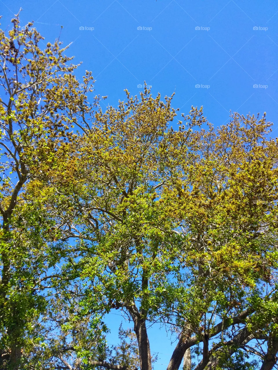 🔆 🌲