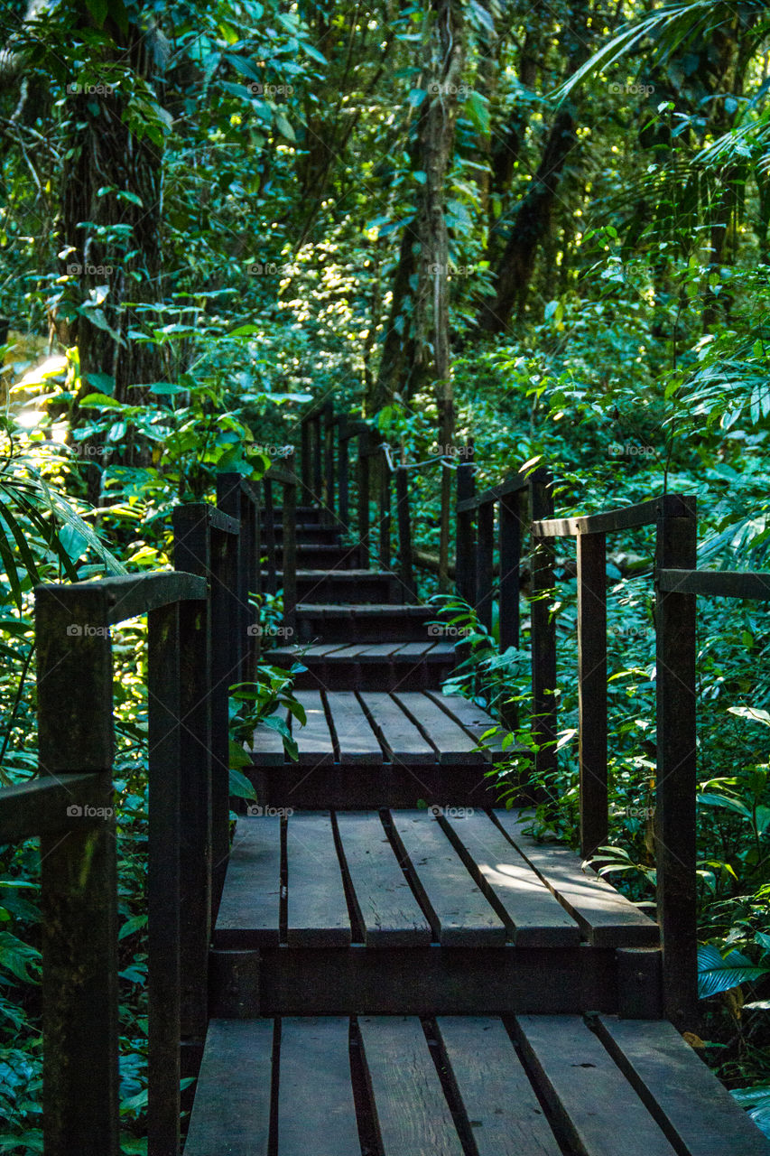 Picture of a wooden trail in the jungle.