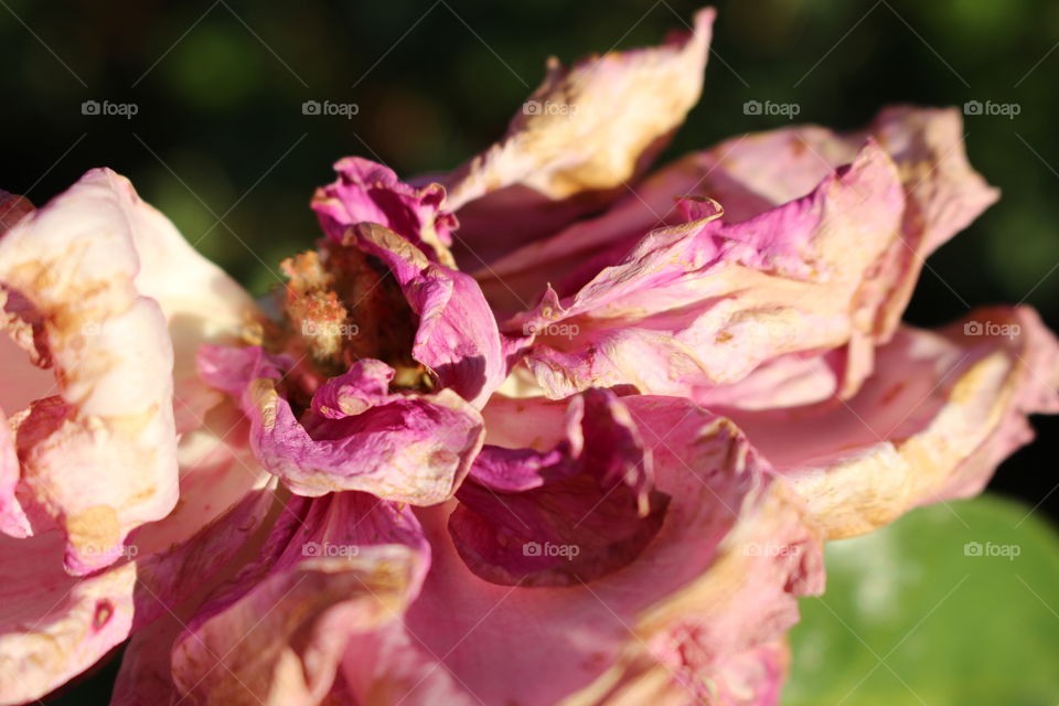 Dried rose blossom