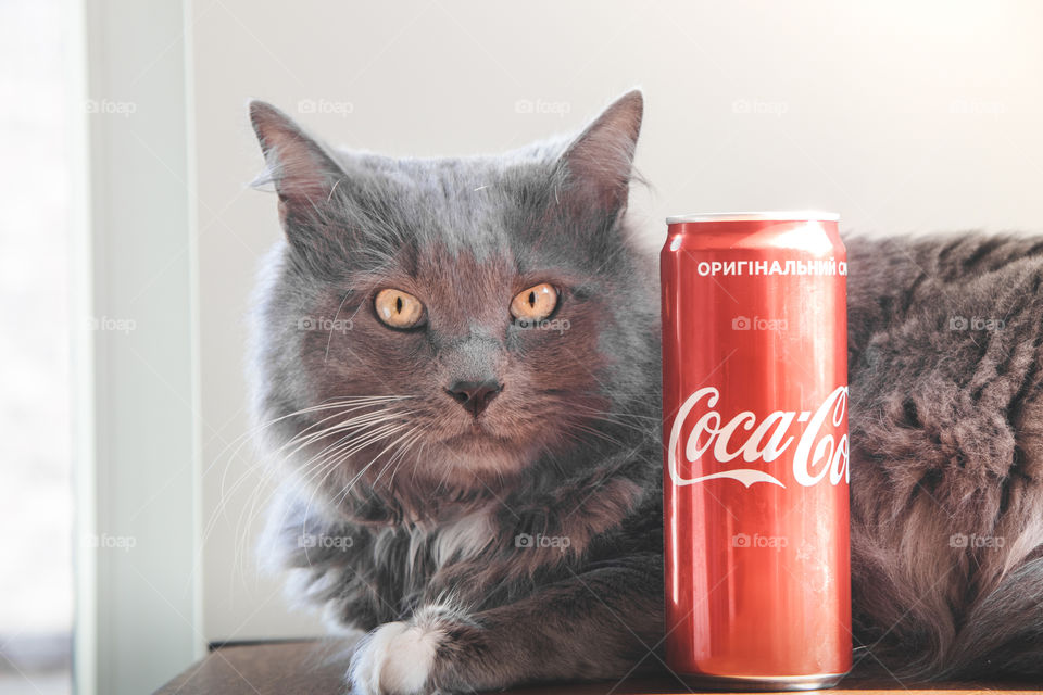 Grey cat with Coca-Cola