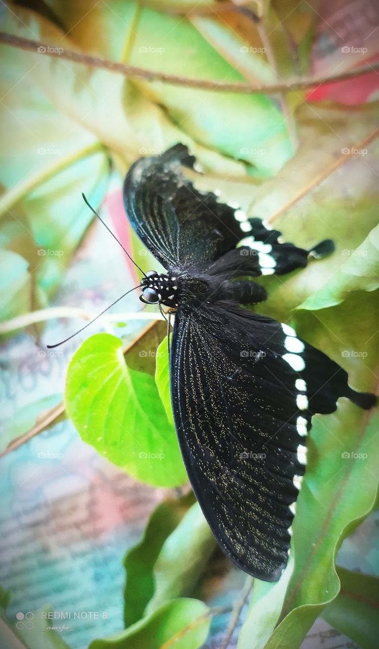 A Common Mormon butterfly on a leaf.