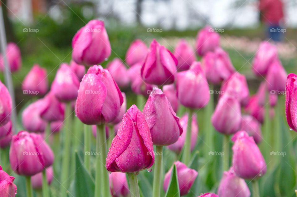 purple tulips