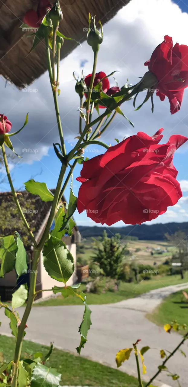 beautiful rose