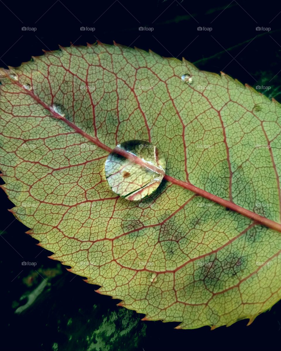 magical fall leaf with drop