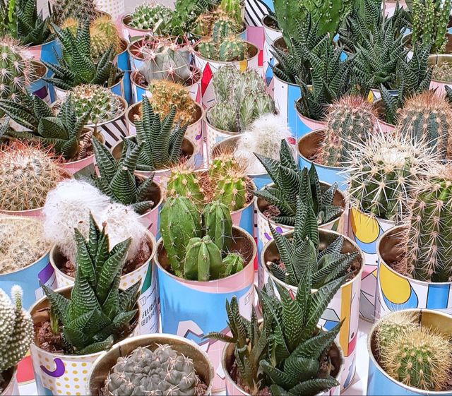 Plants collection