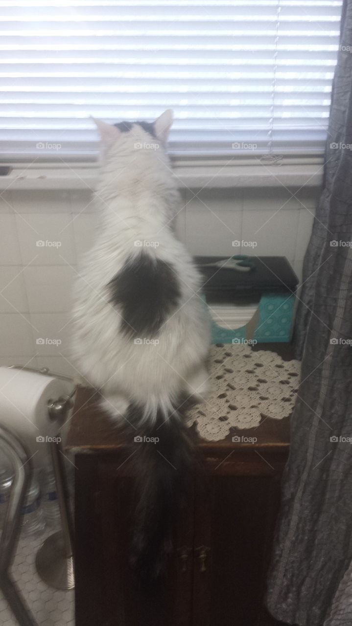 Kitty Looking Out Window