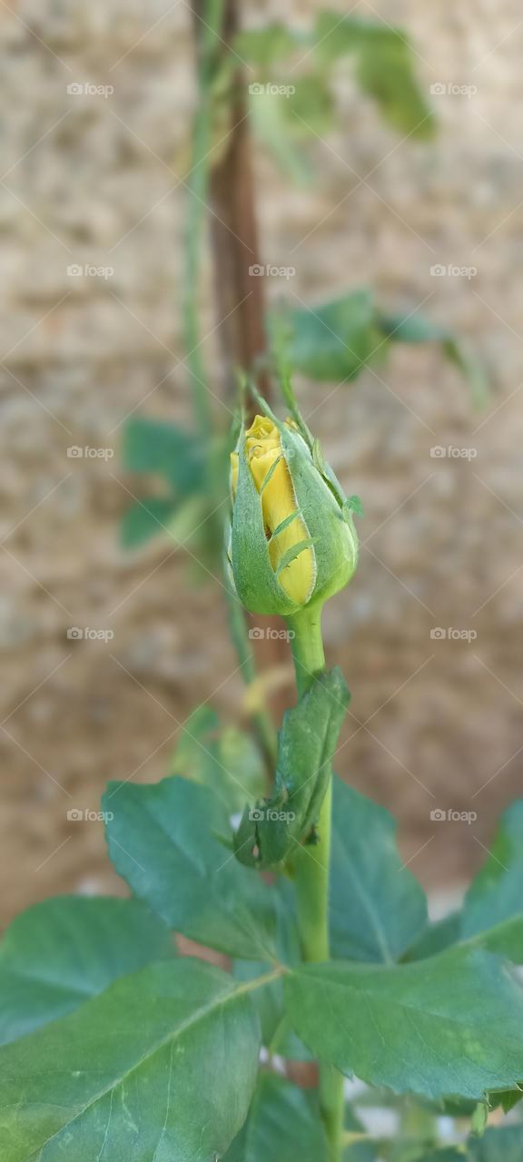 Yellow rose in bud