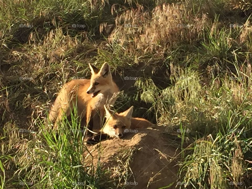 Foxes