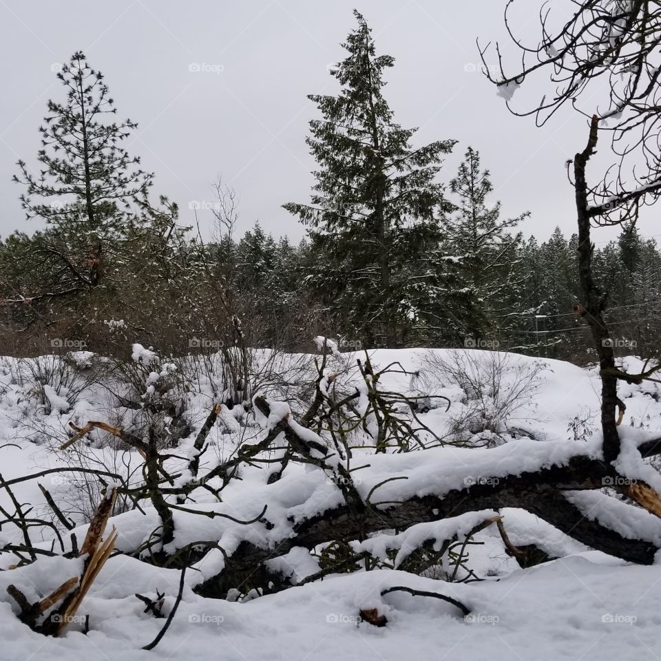 fallen tree trunk in a snowy forest