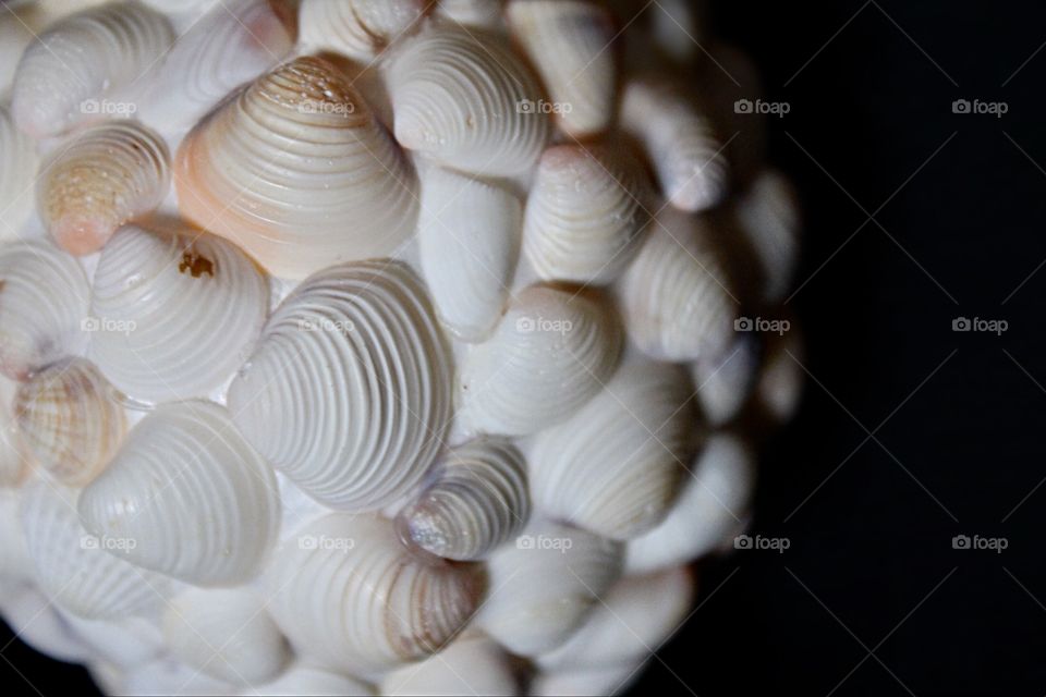This is a macro shot of seashell ball . With a black background, we can focus on every detail of the seashells . 