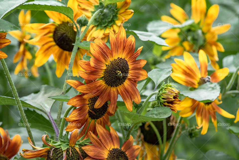 sunflowers bees and bumblebees