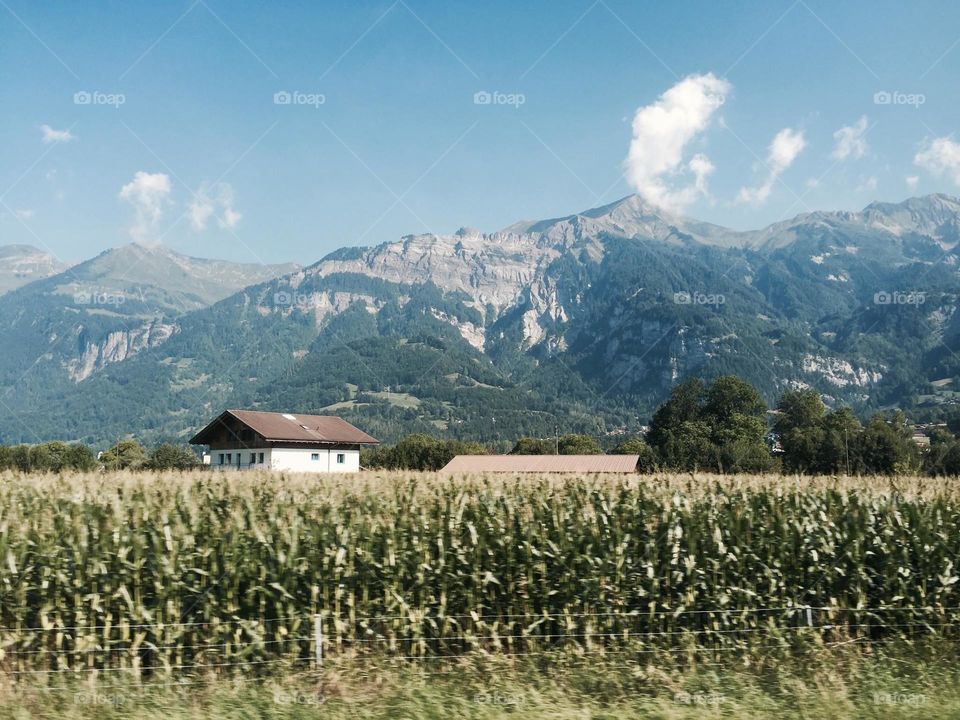 Swiss Farm