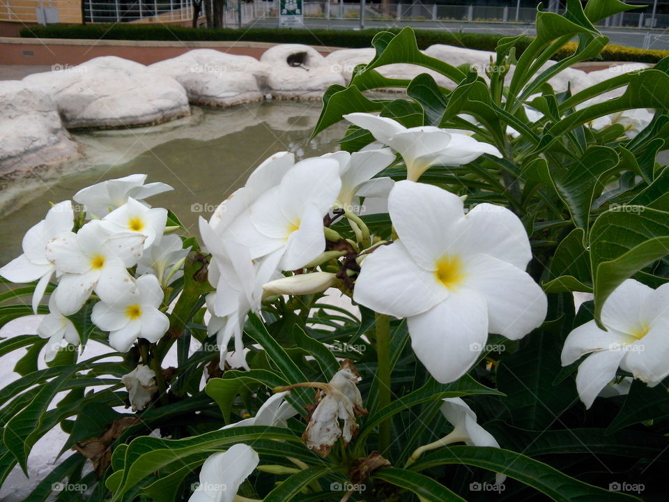 I Pix HD Photography. Beautifull flower for beautifull people Garden city, Bangalore, India.