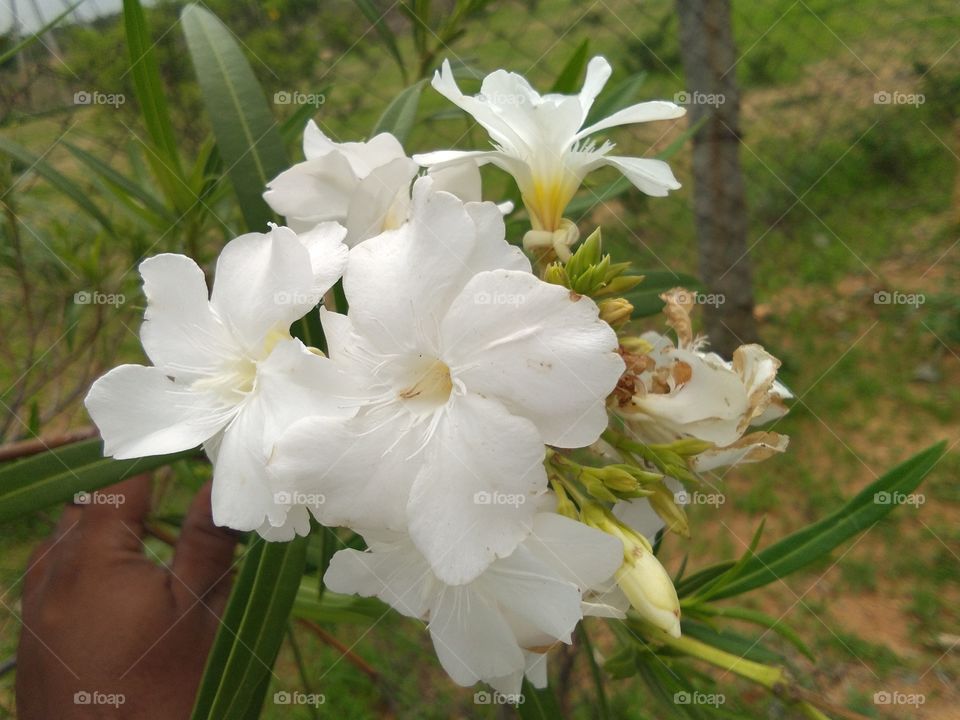 white flowers