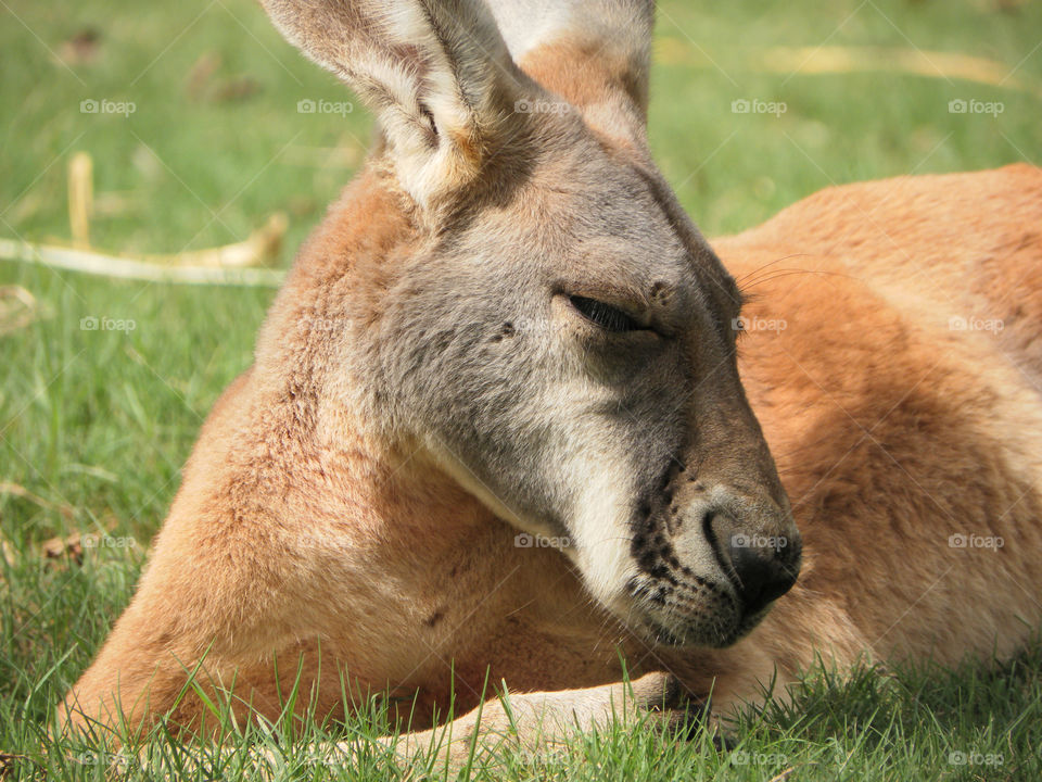 Kangaroo nap