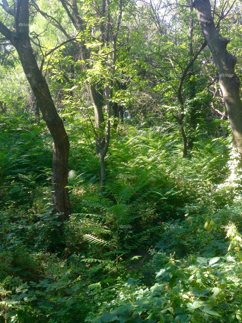 Fern in the forests of Carpathian Mountains 