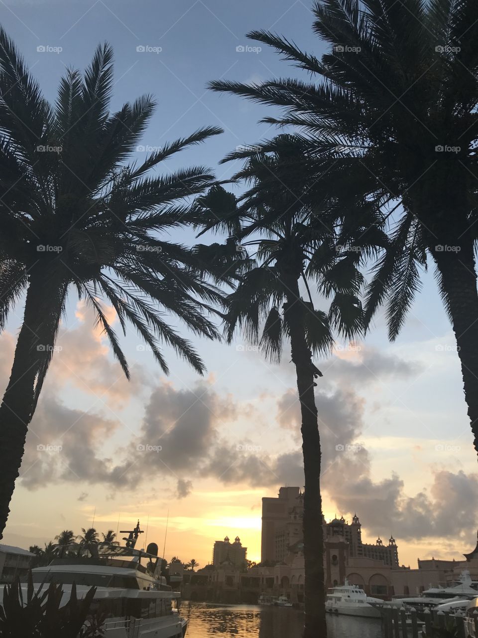 Palm trees in front of a sunset at paradise island 
