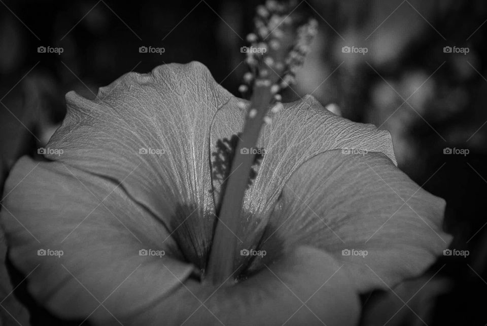 Beautiful hibiscus flower 