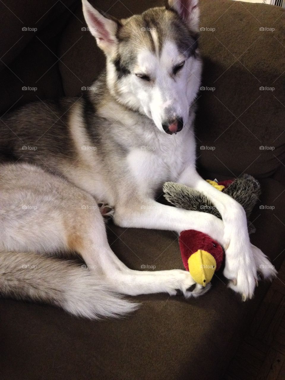 Husky falling asleep and protecting its toy. 