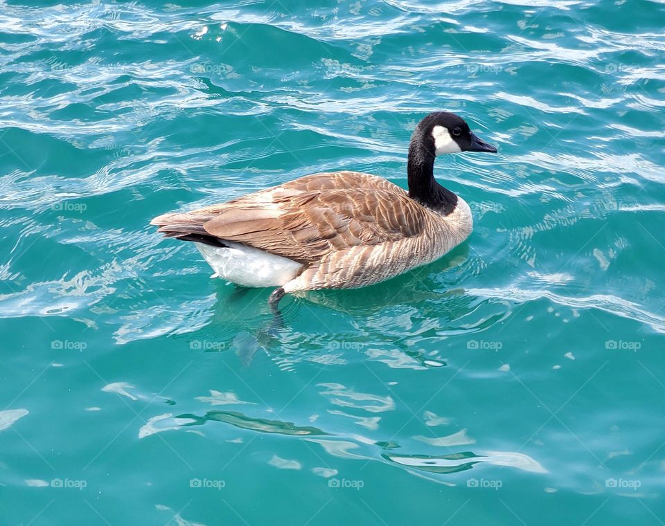 Canadian Goose on the Lake